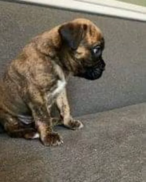 Boxer cuccioli maschio e femmina