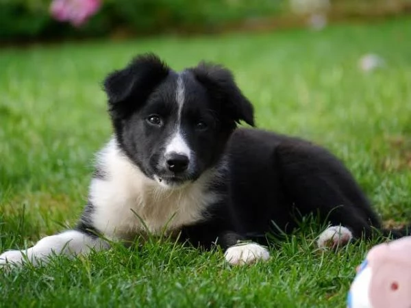 Border Collie cuccioli maschio e femmina