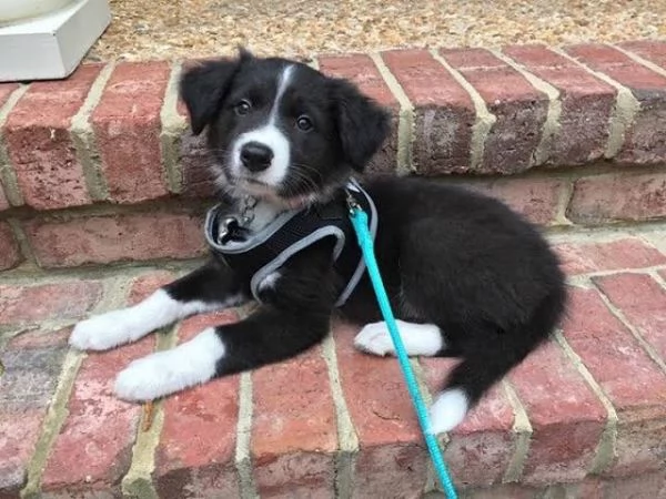 Border Collie cuccioli maschio e femmina | Foto 0