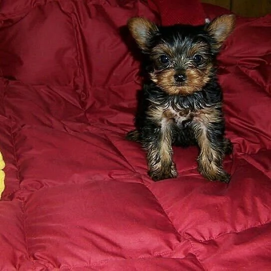 Yorkshire Terrier cuccioli maschio e femmina | Foto 0