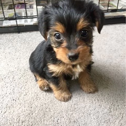 Yorkshire Terrier cuccioli maschio e femmina