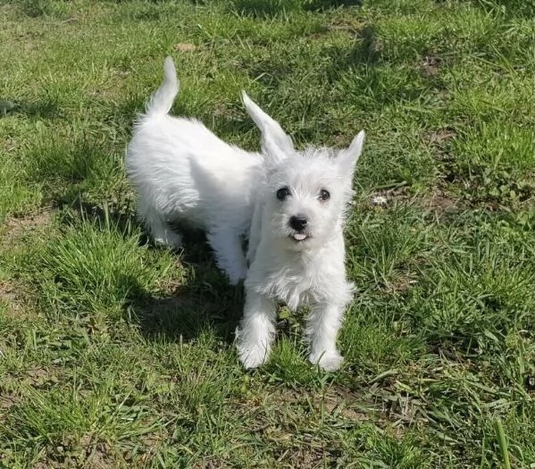West Highland White Terrier cuccioli maschio e femmina