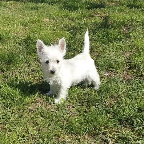 West Highland White Terrier cuccioli maschio e femmina | Foto 0