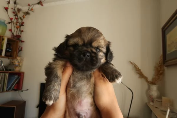 Cuccioli di Pechinese