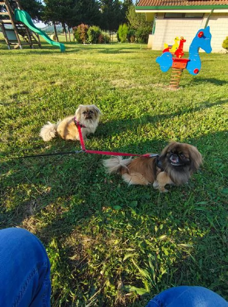 Cuccioli di Pechinese | Foto 3