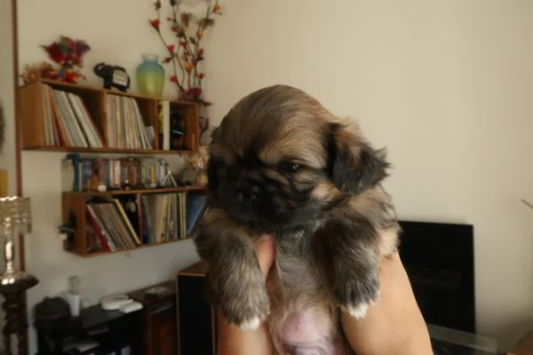 Cuccioli di Pechinese | Foto 1