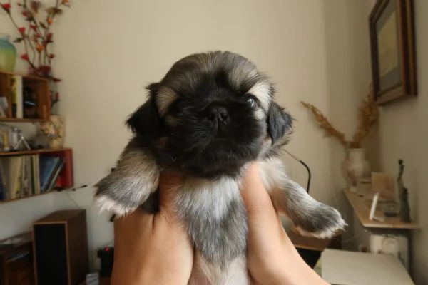 Cuccioli di Pechinese | Foto 0