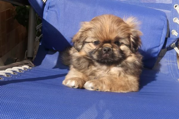 Cucciolo pechinese