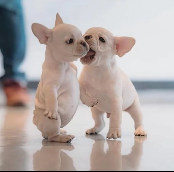 Cuccioli di Bulldog Francese sani in vendita | Foto 0