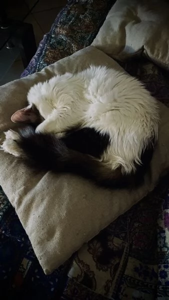 Adozione gattina 5 anni