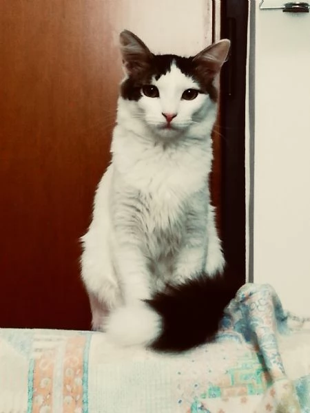 Adozione gattina 5 anni | Foto 6