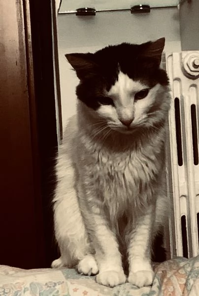 Adozione gattina 5 anni | Foto 5