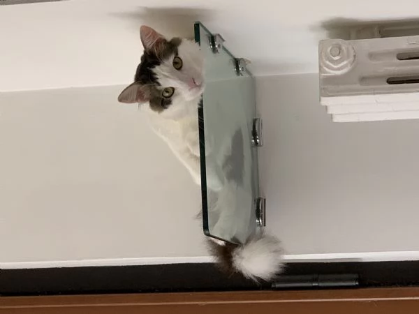 Adozione gattina 5 anni | Foto 4