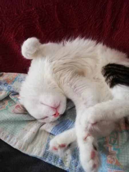 Adozione gattina 5 anni | Foto 3