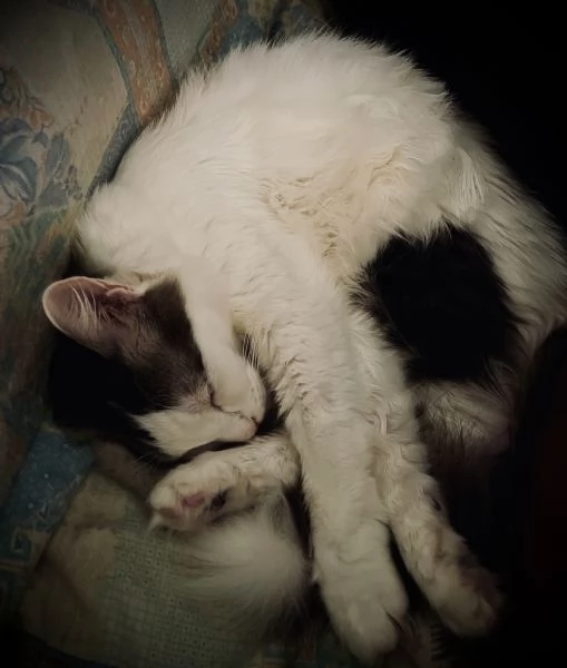 Adozione gattina 5 anni | Foto 2