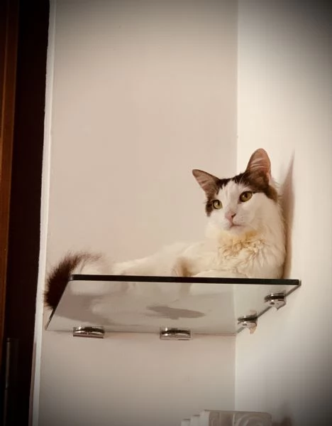 Adozione gattina 5 anni | Foto 1