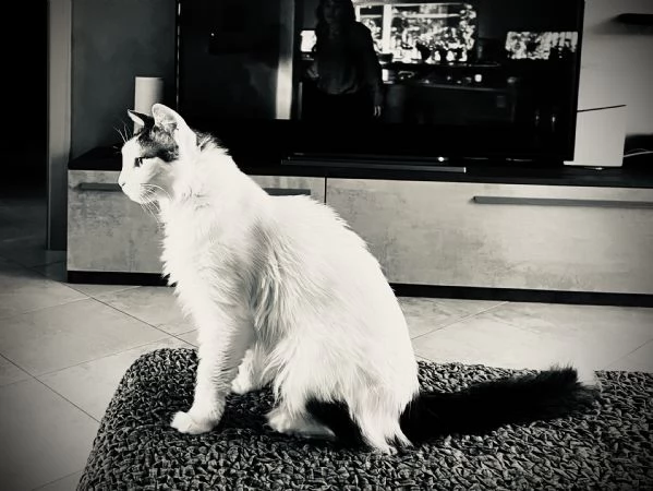 Adozione gattina 5 anni | Foto 0
