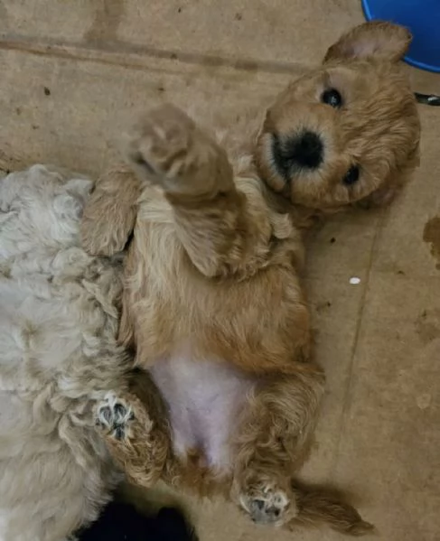 Cucciolo barboncino nano 
