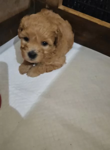 Cucciolo barboncino nano  | Foto 0