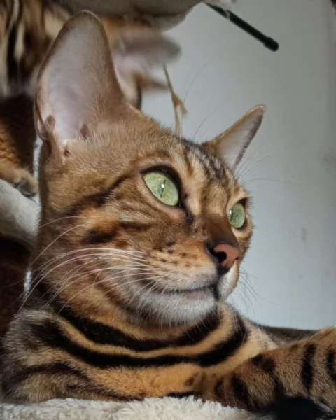  Cuccioli di Bengala | Foto 6