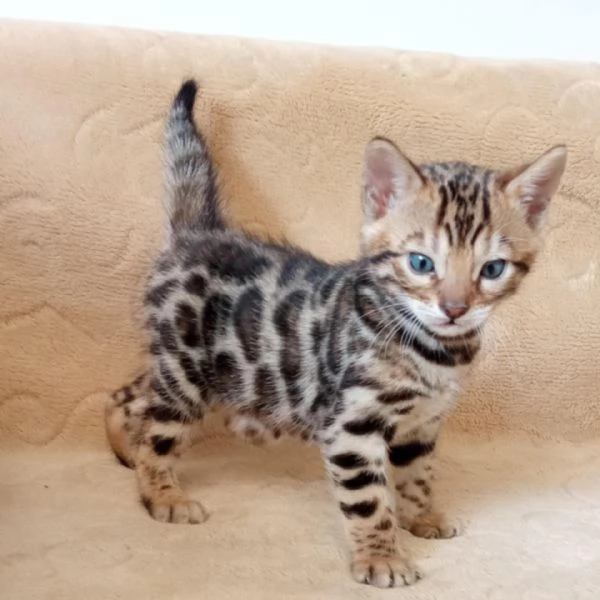  Cuccioli di Bengala