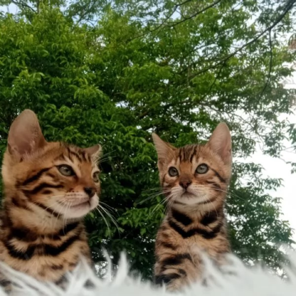  Cuccioli di Bengala | Foto 0