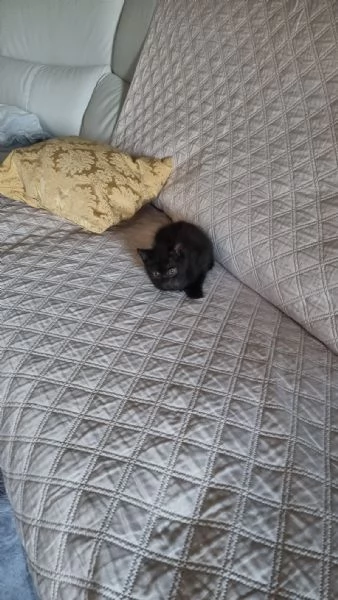 Regalo cucciolo gatto | Foto 1