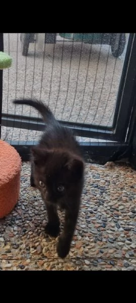 Regalo cucciolo gatto | Foto 0