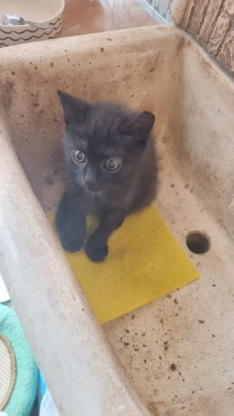 Regalo cucciolo gatto