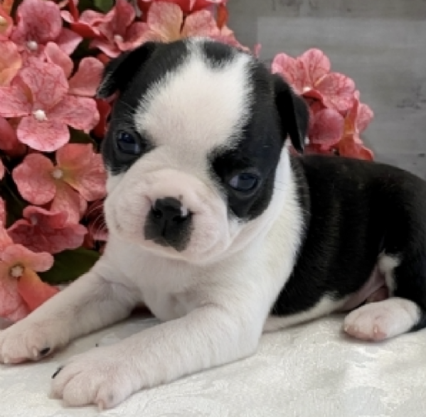  Regalo Boston Terrier | Foto 0