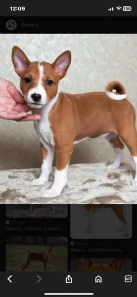 Cercasi cucciolo di Basenj 