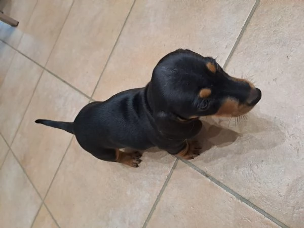 Bassotto 
