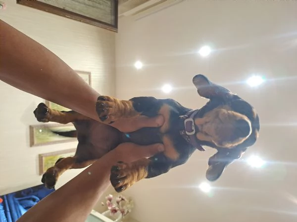 Adorabili cuccioli di bassotto | Foto 3