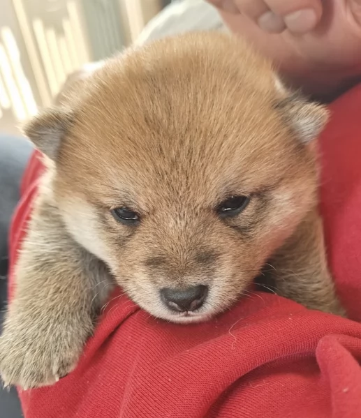 bellissimi cucciolo di Shiba Inu per adozione | Foto 5