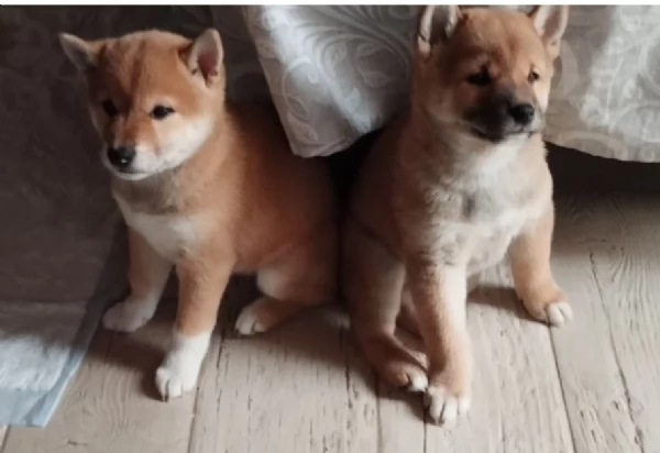 bellissimi cucciolo di Shiba Inu per adozione | Foto 2