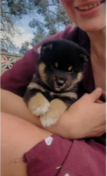 bellissimi cucciolo di Shiba Inu per adozione