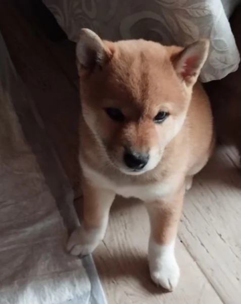 bellissimi cucciolo di Shiba Inu per adozione | Foto 2