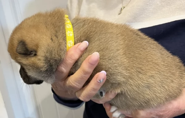 bellissimi cucciolo di Shiba Inu per adozione