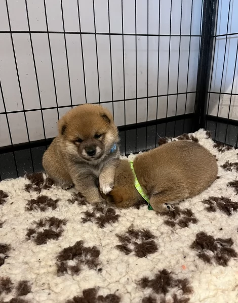 bellissimi cucciolo di Shiba Inu per adozione | Foto 4