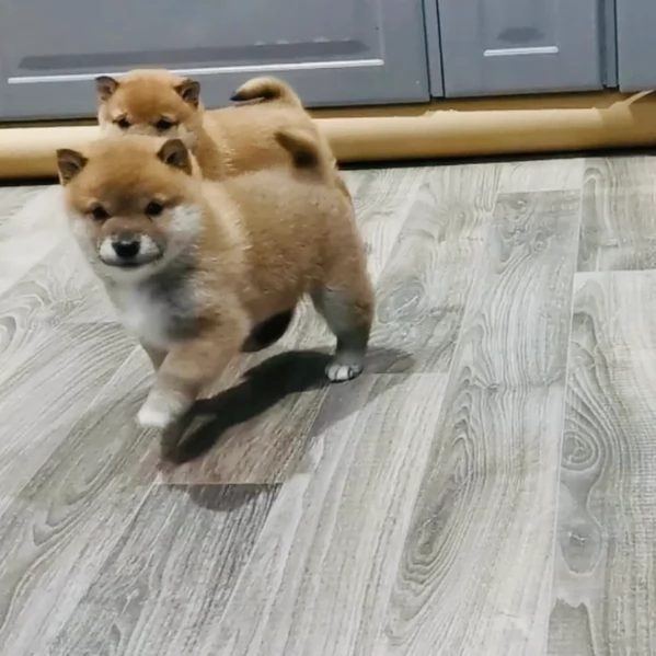 bellissimi cucciolo di Shiba Inu per adozione | Foto 1
