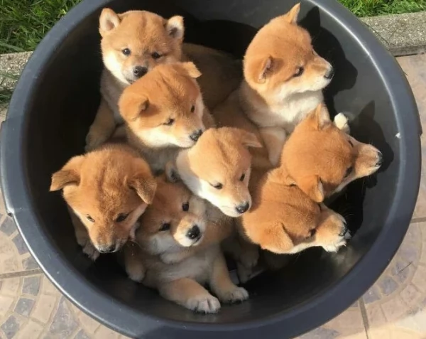 bellissimi cucciolo di Shiba Inu per adozione | Foto 0