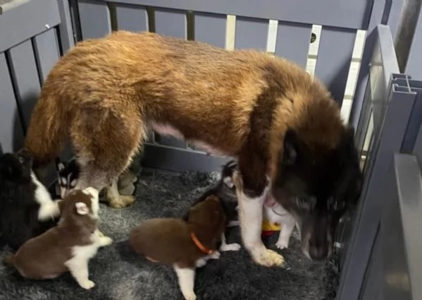 Regalo per ladozione Siberian Husky cuccioli maschio e femmina | Foto 2