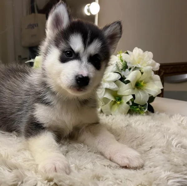 Regalo per ladozione Siberian Husky cuccioli maschio e femmina | Foto 2