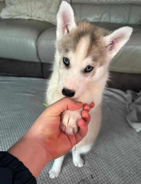 Regalo per ladozione Siberian Husky cuccioli maschio e femmina | Foto 0