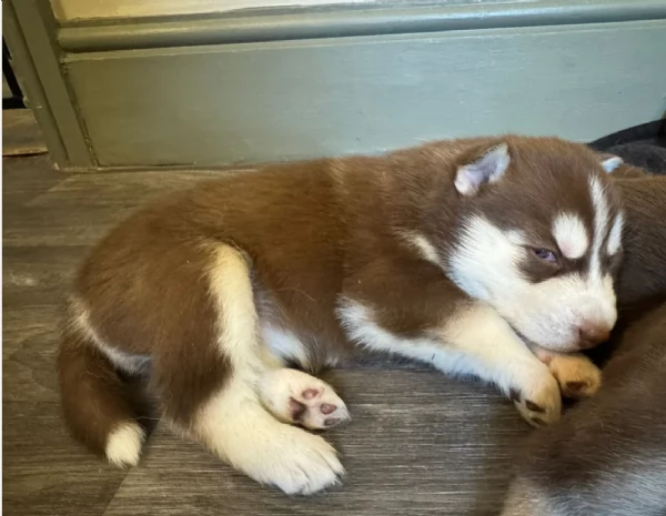 Regalo per ladozione Siberian Husky cuccioli maschio e femmina | Foto 3