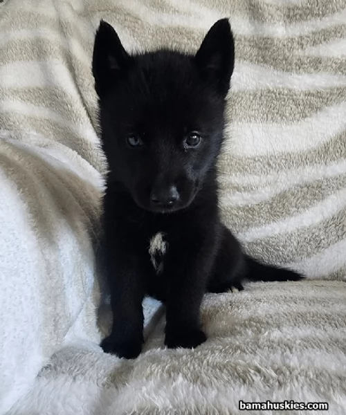 cucciolo di sb Husky per adozione | Foto 1