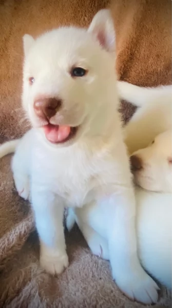 cucciolo di sb Husky per adozione