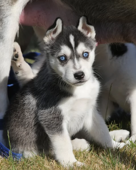 cucciolo di sb Husky per adozione | Foto 2