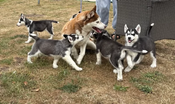 cucciolo di sb Husky per adozione | Foto 0