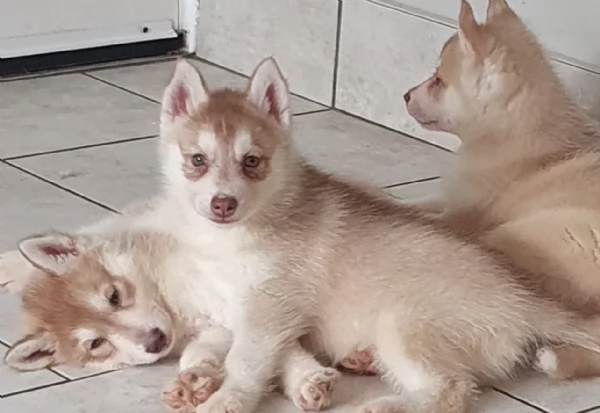 cucciolo di sb Husky per adozione | Foto 4